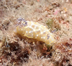 Halgerda terramtuentis