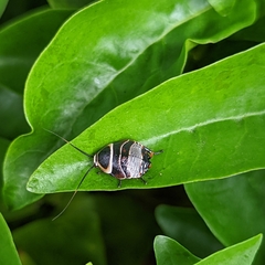 Ellipsidion australe
