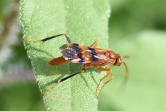 Compsocryptus
