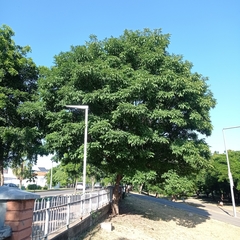 Handroanthus impetiginosus