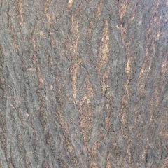 Handroanthus impetiginosus