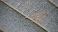 Melampsoridium hiratsukanum
