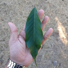 Handroanthus impetiginosus