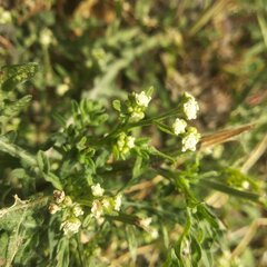 Parthenium bipinnatifidum