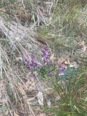 Comesperma