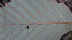 Melampsoridium hiratsukanum