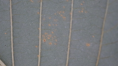 Melampsoridium hiratsukanum