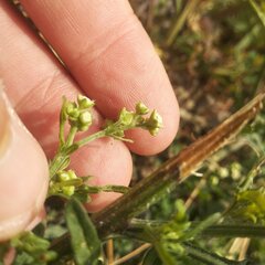 Parthenium bipinnatifidum