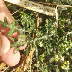 Parthenium bipinnatifidum