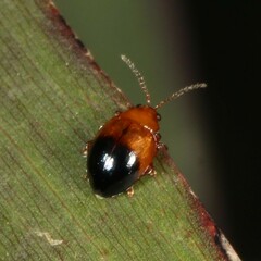 Nisotra bicolorata