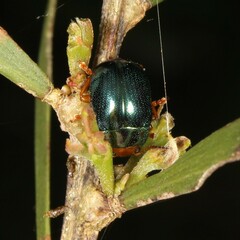 Calomela ruficeps