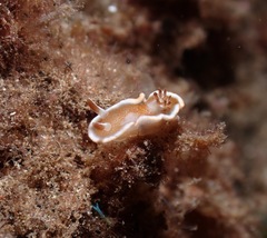 Glossodoris rufomarginata