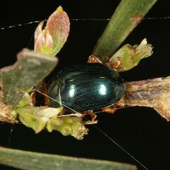Calomela ruficeps