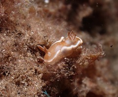 Glossodoris rufomarginata