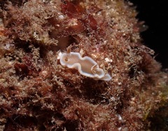 Glossodoris rufomarginata