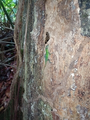 Anolis evermanni