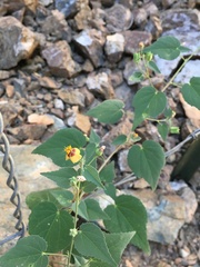 Abutilon incanum