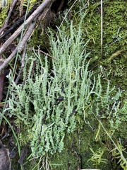 Cladonia floerkeana