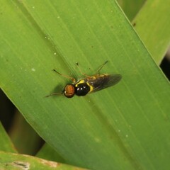 Acanthasargus