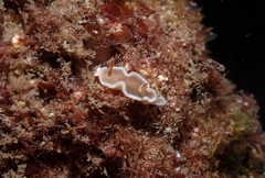 Glossodoris rufomarginata