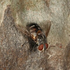 Tachinidae