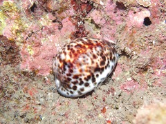 Cypraea tigris