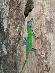 Anolis evermanni