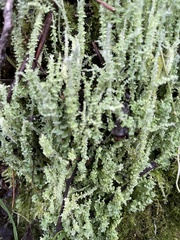 Cladonia floerkeana