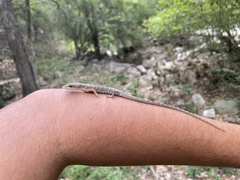 Gerrhonotus infernalis