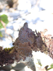 Lobaria anomala