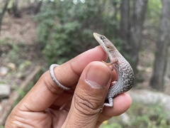 Gerrhonotus infernalis