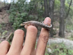 Gerrhonotus infernalis