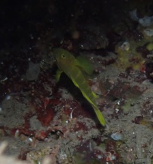 Priolepis aureoviridis