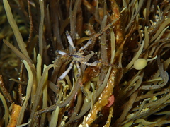 Pallenopsis macneilli
