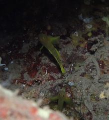 Priolepis aureoviridis