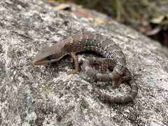 Gerrhonotus infernalis