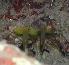 Priolepis aureoviridis