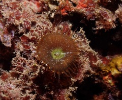 Palythoa mutuki