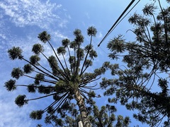Araucaria angustifolia