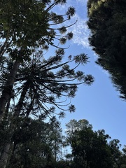Araucaria angustifolia