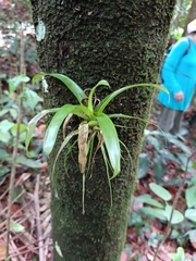 Guzmania