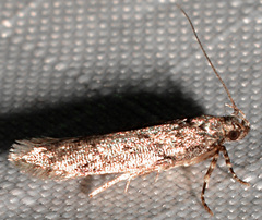 Aristotelia rubidella