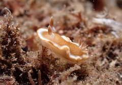Glossodoris rufomarginata