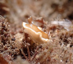 Glossodoris rufomarginata