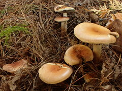Pholiota mixta