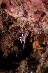 Coryphellina exoptata