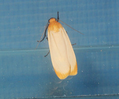 Katha conformis