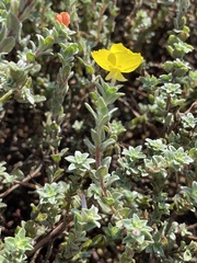 Camissoniopsis cheiranthifolia