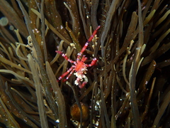 Anoplodactylus evansi