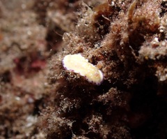 Goniobranchus albopustulosus